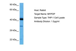 Aviva Systems Biology Corp MYPOP Antibody - C-terminal region (P100709_P050)