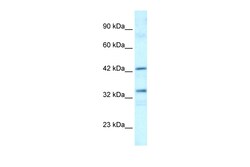 Aviva Systems Biology Corp TAF1A Antibody - C-terminal region (P100802_P050)