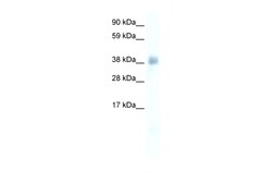 Aviva Systems Biology Corp YY1 Antibody - middle region (P100899_P050)