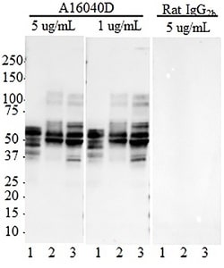 Biolegend Purified anti-Tau, 269-281, Quantity: Each of 1