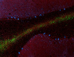 Biolegend Alexa Fluor 594 anti-human CD57, Quantity: Each of 1