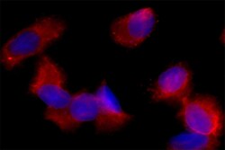 Biolegend Alexa Fluor 594 anti-His Tag, Quantity: Each of 1