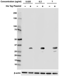 Biolegend Direct-Blot HRP anti-His Tag, Quantity: Each of 1