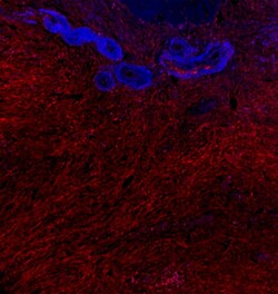 Biolegend Alexa Fluor 647 anti-human Cadherin 11, Quantity: Each of 1
