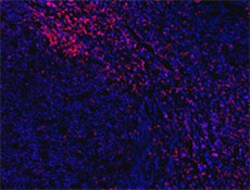Biolegend Alexa Fluor 594 anti-human CD8a, Quantity: Each of 1