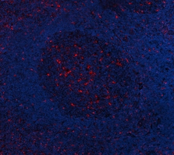 Biolegend Purified anti-human CD68, Quantity: Each of 1