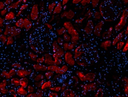 Biolegend Alexa Fluor 647 anti-human ACE2, Quantity: Each of 1