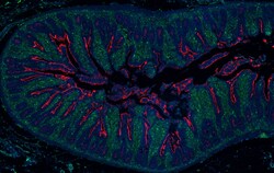 Biolegend Alexa Fluor 594 anti-human CD174, Quantity: Each of 1