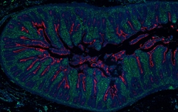 Biolegend Alexa Fluor 594 anti-human CD174, Quantity: Each of 1
