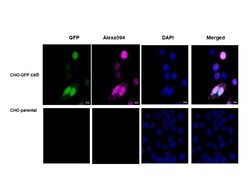 Immunology Consultants Affinity Purified Chicken anti-Green Fluorescent