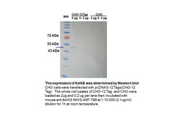 Immunology Consultants Monoclonal Mouse anti-6xHIS Tag Antibody - Clone