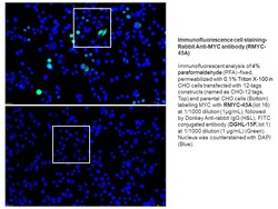 Immunology Consultants Affinity Purified Rabbit anti-C-Myc Antibody, 1.0