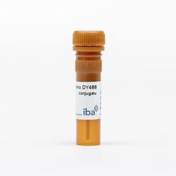 IBA LifeSciences StrepMAB-Immo conjugate DY-488; 50 µg, Quantity: Each