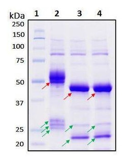 Raybiotech Inc Recombinant SARS-CoV-2 Nucleocapsid Protein, Quantity: Each