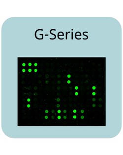 Raybiotech Inc Rapid Mouse Ig Isotyping Array 1, Quantity: Each of 1