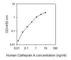 Raybiotech Inc Human Cathepsin A/CTSA ELISA Kit, Quantity: Each of 1