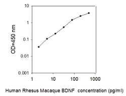 Raybiotech Inc Rhesus Monkey BDNF ELISA Kit, Quantity: Each of 1