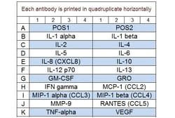 Raybiotech Inc Human Cytokine Array Q1