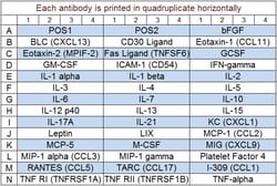 Raybiotech Inc&nbsp;Quantibody Mouse Cytokine Array 5 Kit.