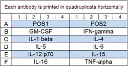 Raybiotech Inc&nbsp;Quantibody Non-Human Primate Cytokine Array 1 Kit.