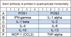 Raybiotech Inc Quantibody Rat Inflammation Array 1 Kit., Quantity: Each