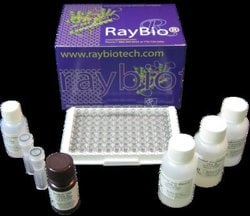 Raybiotech Inc HUMAN TGF-BETA 1 ELISA, Quantity: Pack of 1