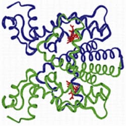 Boca Scientific Inc TET03 Anti-Tet-Repressor Antibody, Monoclonal Mouse