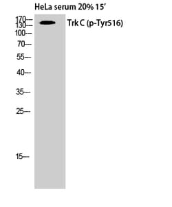 Assay Biotech Trk C (Phospho-Tyr516) Antibody, 50 uL, Quantity: Each of