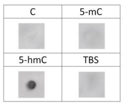 Epigentek Inc 5-Hydroxymethylcytosine (5-hmC) Monoclonal Antibody [HMC/4D9]