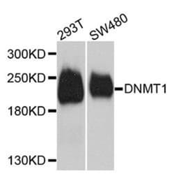 Epigentek Inc DNMT1 Polyclonal Antibody (100 ul), Quantity: Each of 1