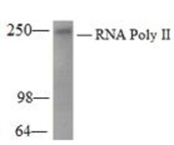 Epigentek Inc RNA Polymerase II Monoclonal Antibody [CTD4H8] (50 ug), Quantity:
