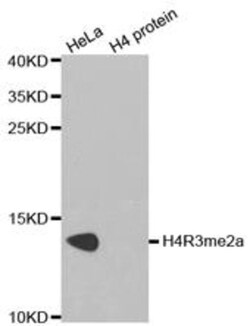 Epigentek Inc Histone H4R3 Dimethyl Asymmetric (H4R3me2a) Polyclonal Antibody