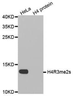 Epigentek Inc Histone H4R3 Dimethyl Symmetric (H4R3me2s) Polyclonal Antibody