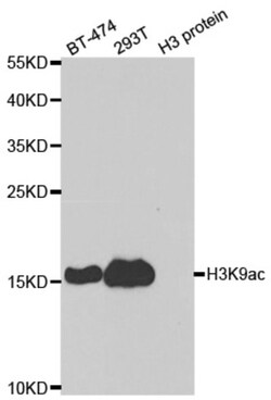 Epigentek Inc Histone H3K9ac (Acetyl H3K9) Polyclonal Antibody (25 ul),