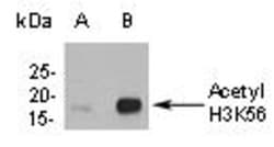 Epigentek Inc Histone H3K56ac (Acetyl H3K56) Polyclonal Antibody (50 ul),