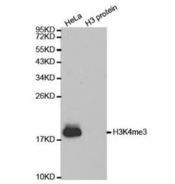 Epigentek Inc Histone H3K4me3 (H3K4 Trimethyl) Polyclonal Antibody (50