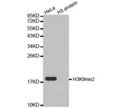 Epigentek Inc Histone H3K9me2 (H3K9 Dimethyl) Polyclonal Antibody (25 ul),