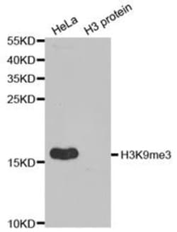 Epigentek Inc Histone H3K9me3 (H3K9 Trimethyl) Polyclonal Antibody (25