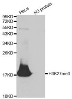 Epigentek Inc Histone H3K27me3 (H3K27 Trimethyl) Polyclonal Antibody (25