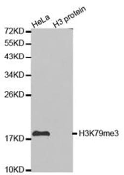 Epigentek Inc Histone H3K79me3 (H3K79 Trimethyl) Polyclonal Antibody (25