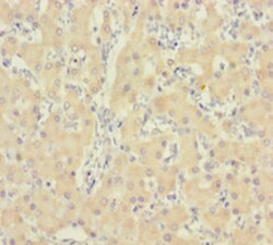 Epigentek Inc IDO2 Polyclonal Antibody (50 ul), Quantity: Each of 1