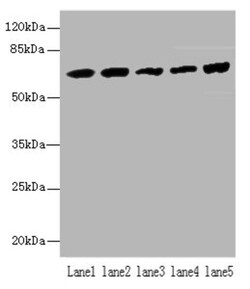 Epigentek Inc Hspa1b Polyclonal Antibody (100 ul), Quantity: Each of 1