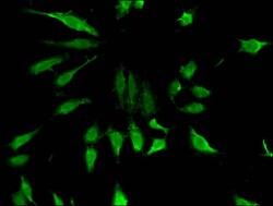 Epigentek Inc ZNF98 Polyclonal Antibody (100 ul), Quantity: Each of 1