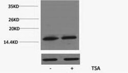 Epigentek Inc Histone H3K79ac (Acetyl H3K79) Polyclonal Antibody (100 ul),