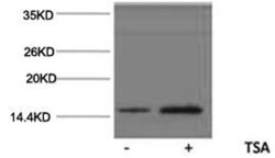 Epigentek Inc Histone H2AK15ac (Acetyl H2AK15) Polyclonal Antibody (100