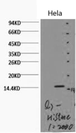 Epigentek Inc Histone H3K79me2 (H3K79 Dimethyl) Monoclonal Antibody [Q7]