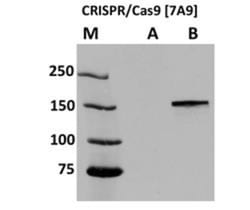 Epigentek Inc CRISPR/Cas9 Monoclonal Antibody [7A9] (100 ug), Quantity: