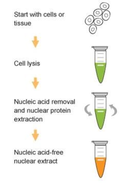 Epigentek Inc EpiQuik Nuclear Extraction Kit II (Nucleic Acid-Free) (100