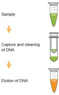 Epigentek Inc TuMinute PCR Clean-Up Kit (100 samples), Quantity: Each of