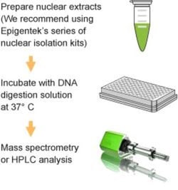 Epigentek Inc EpiQuik One-Step DNA Hydrolysis Kit (96 samples), Quantity: